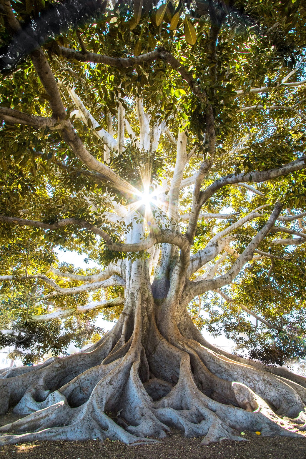 L'arbre de vie, photo de Jeremy Bishop